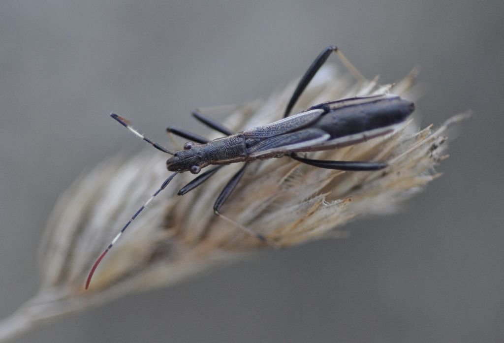 Alydidae: Micrelytra fossularum , femmina (e maschio)